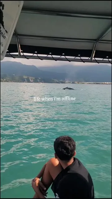 Baleia jubarte na superfície do canal, vista da proa da lancha