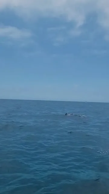 Golfinhos nadando na superfície do mar, vistos de longe